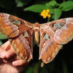 Mariposa Características