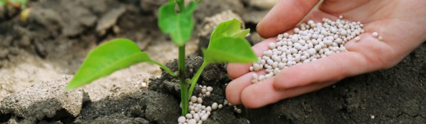 Quais Nutrientes Ajudam No Crescimento Da Planta