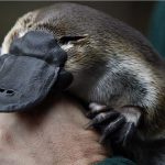 Ornitorrinco Características Físicas