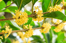 História da Flor Jasmim do Imperador, Significado e Origem