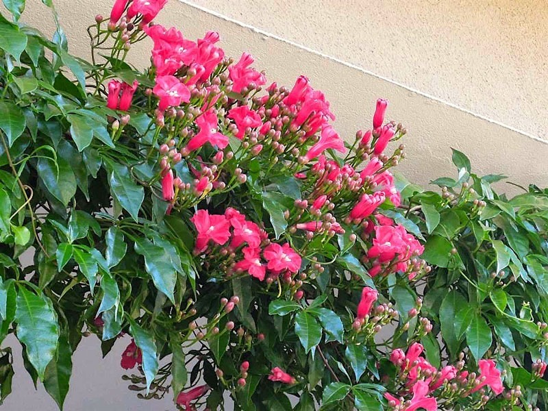 Ipomeia – Curiosidades e Fatos Interessantes Sobre a Planta