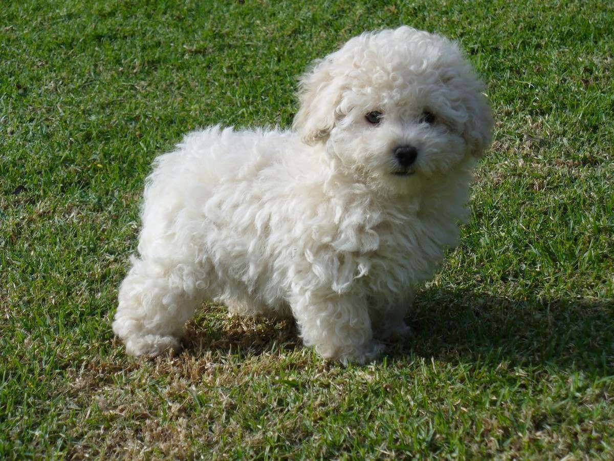 Comportamento do Poodle, Hábitos e Modo de Vida