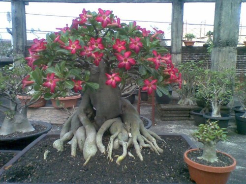 Historia da Rosa do Deserto, Significado, Origem da Planta e Fotos