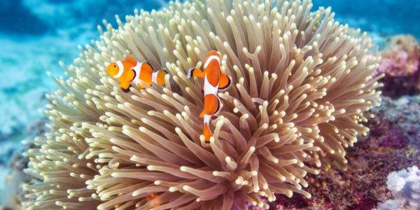 História da Anêmona do Mar e Origem do Animal