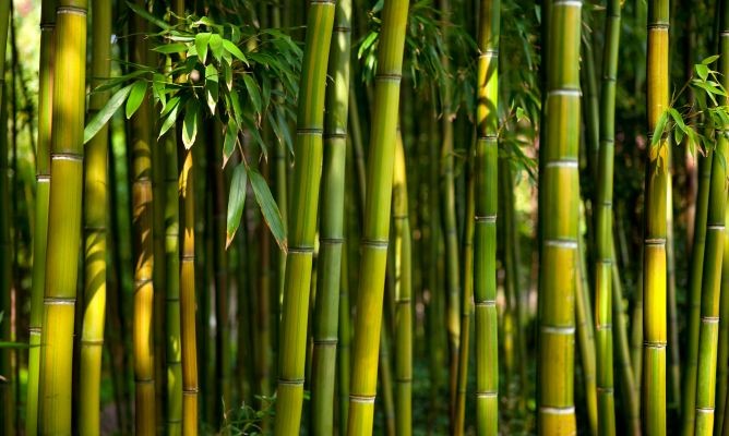 Bambu no Brasil: Historia, Quando Ele Veio Pra Cá e Como Chegou