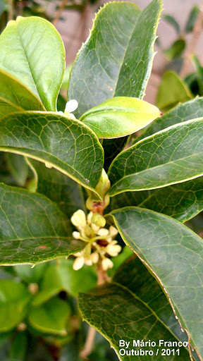 Como Cuidar da Flor Jasmim do Imperador