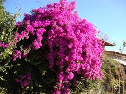 Cores da Flor Primavera: Roxa, Branca, Amarela e Vermelha