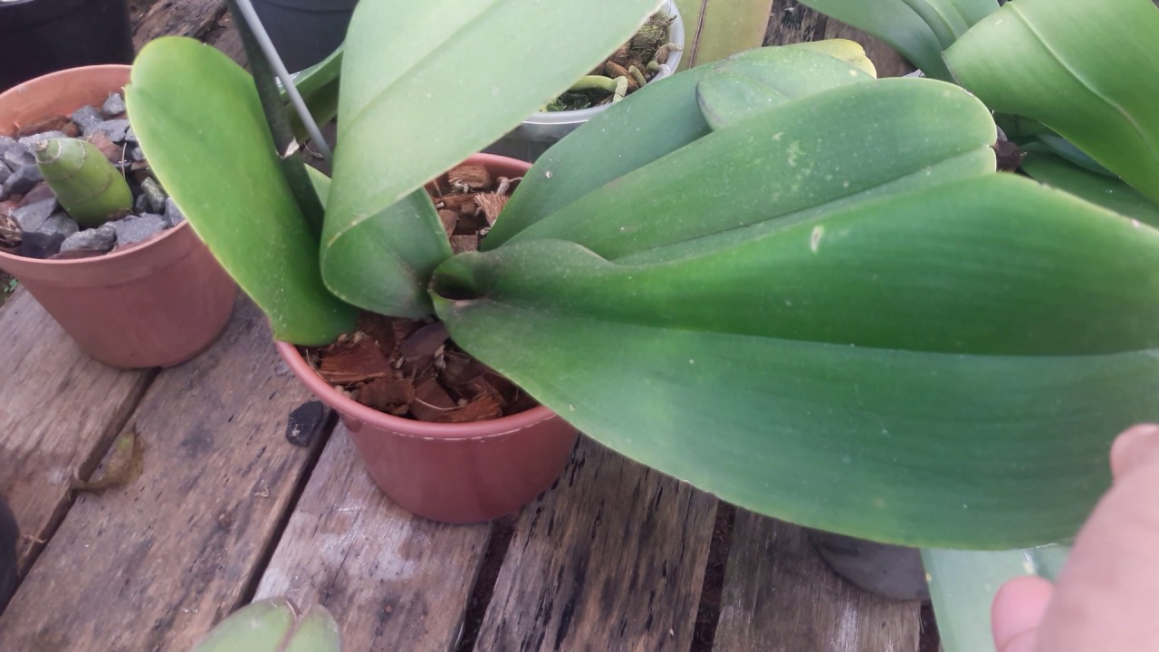 Como Podar a Haste de Phalaenopsis?