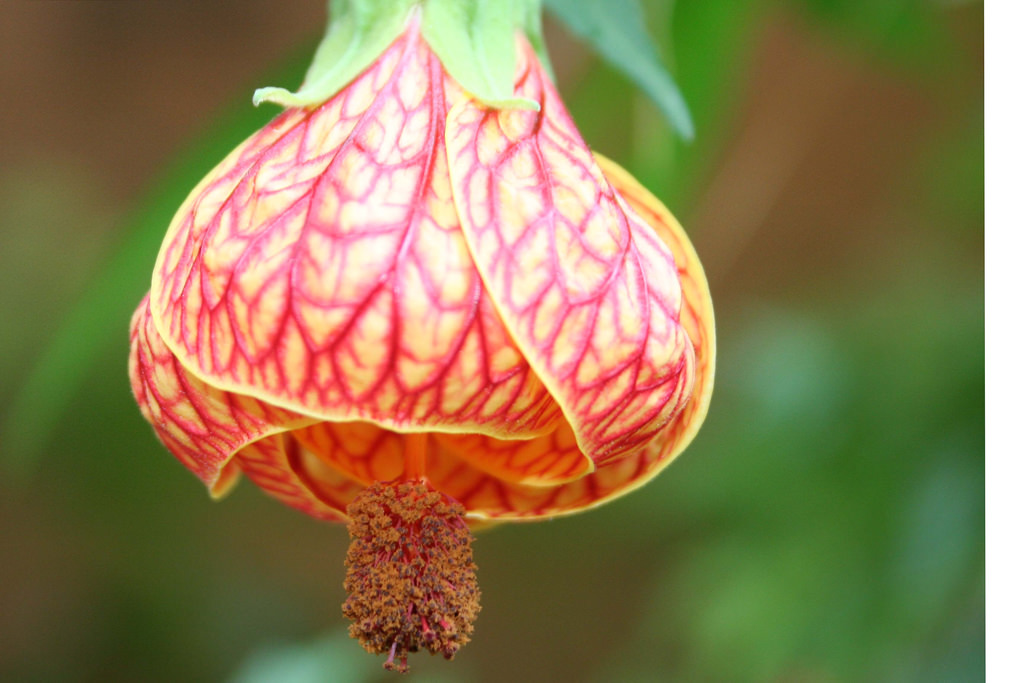Historia da Lanterna Chinesa, Significado e Origem da Planta