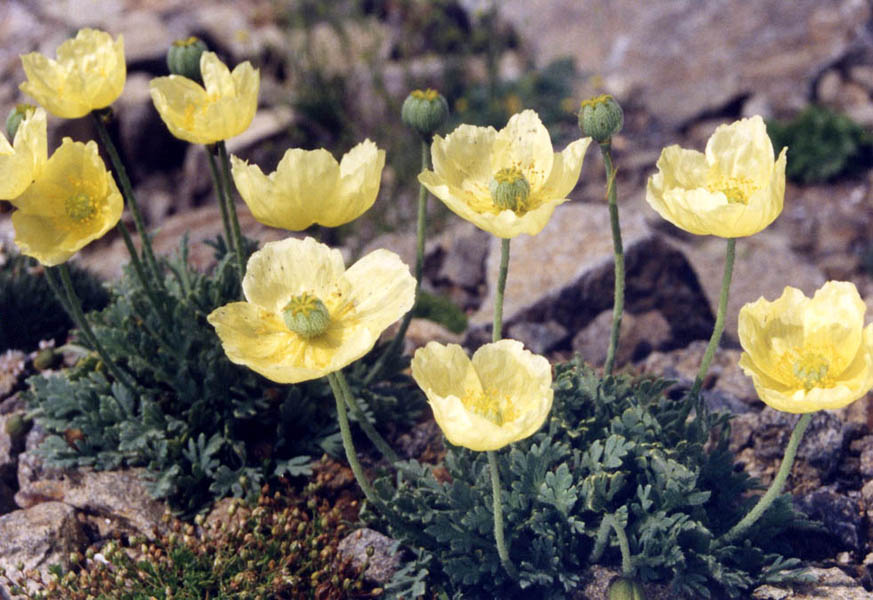 Como Cuidar da Flor Papoila Islandesa, Fazer Mudas e Podar