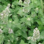 Planta Catnip
