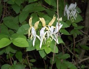 Propriedades Medicinais da Planta Madressilva