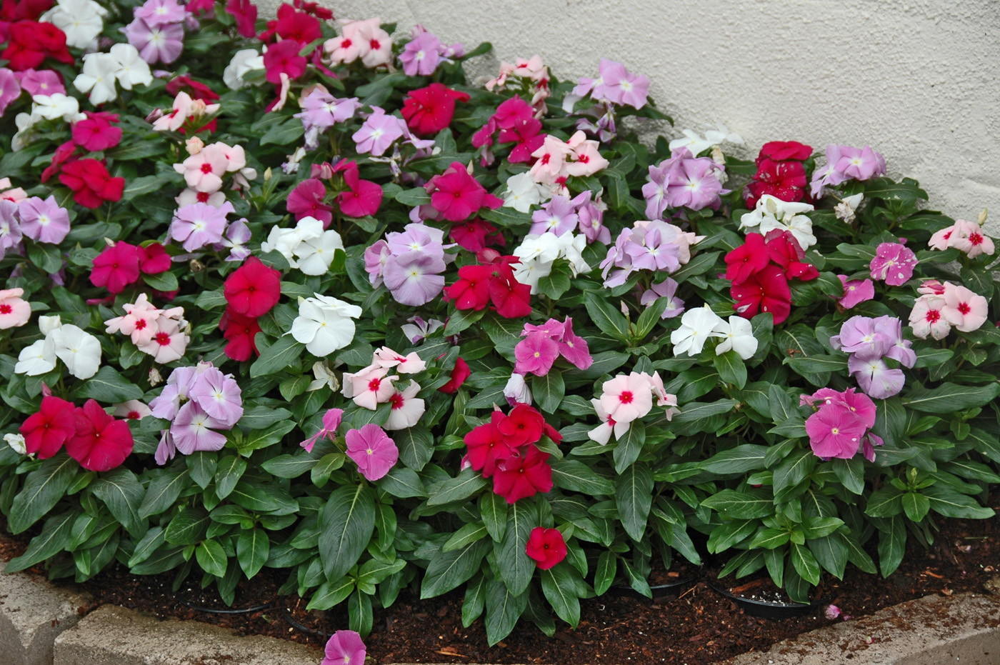 Cores da Planta Vinca: Azul, Amarela, Roxa, Branca e Vermelha
