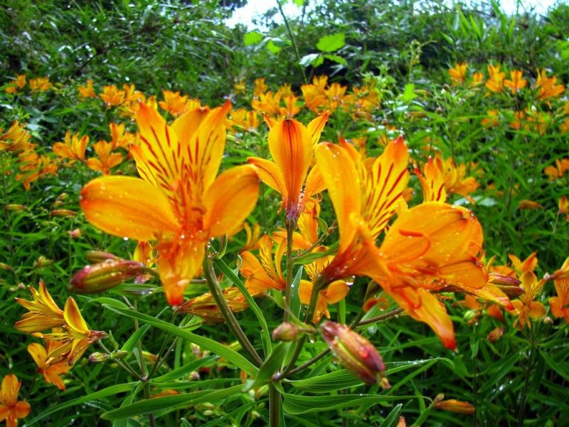 Flor Astromelia Amarela: Características, Cultivo E Fotos