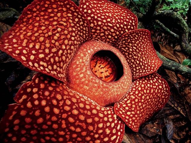 Qual É A Flor Mais Feia Do Mundo?