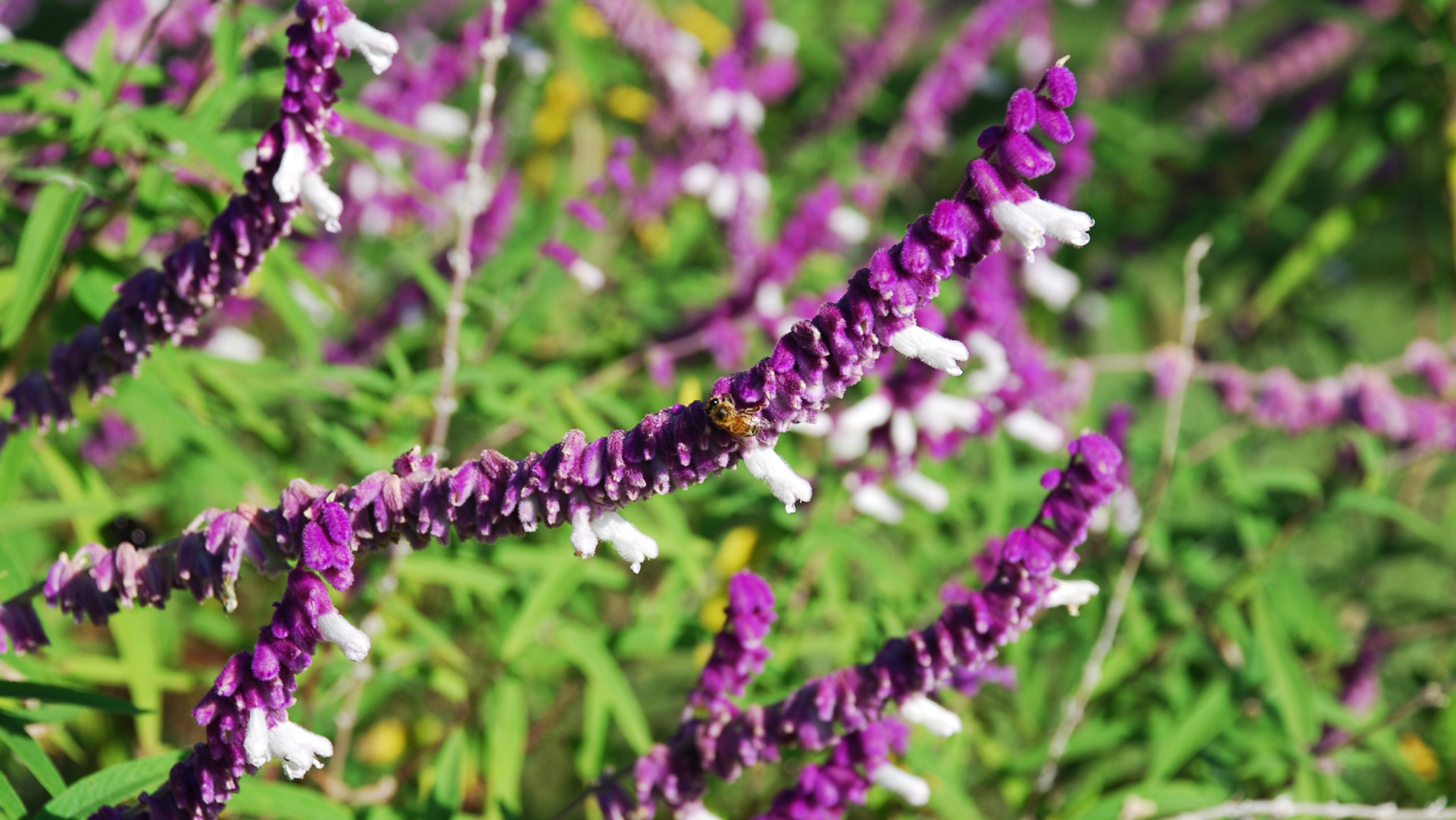 Sálvia Leucantha: Curiosidades e Fatos Interessantes
