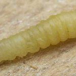 Traça-Indiana-da-Farinha em Larva