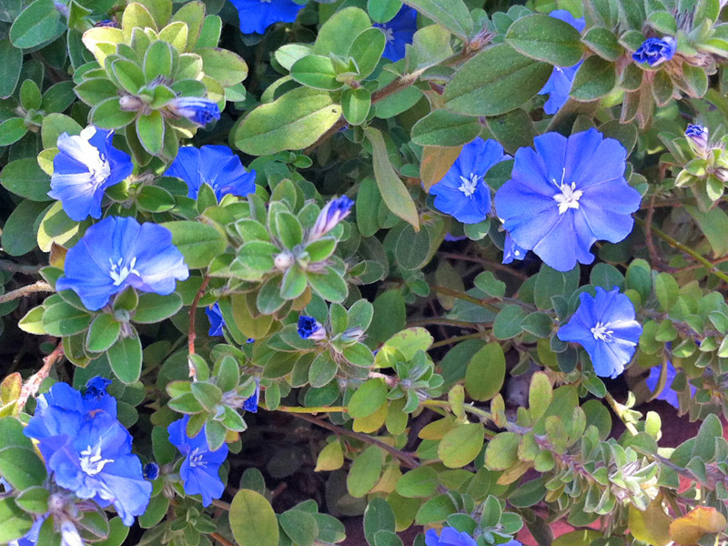 Jardim Com Azulzinha: Ideias de Como Montar e Fotos