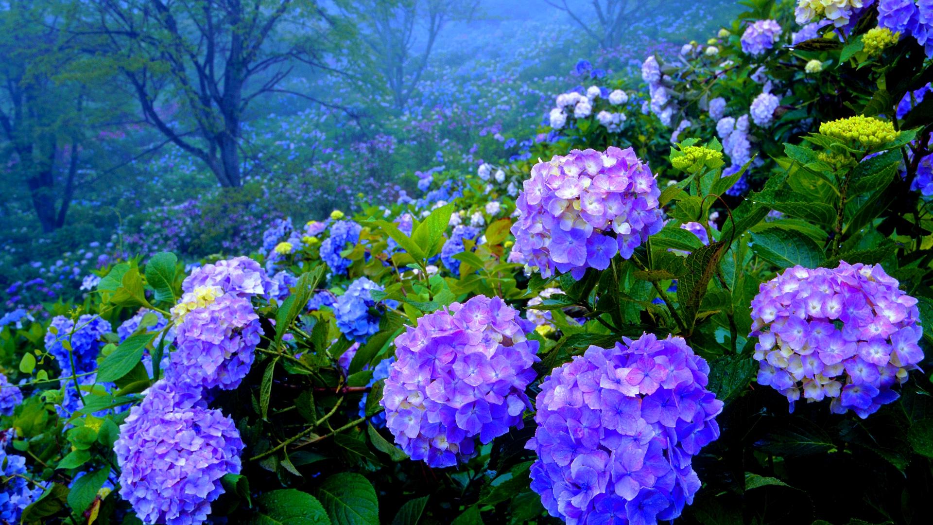 História da Flor Hortênsia, Significado, Origem da Planta e Fotos