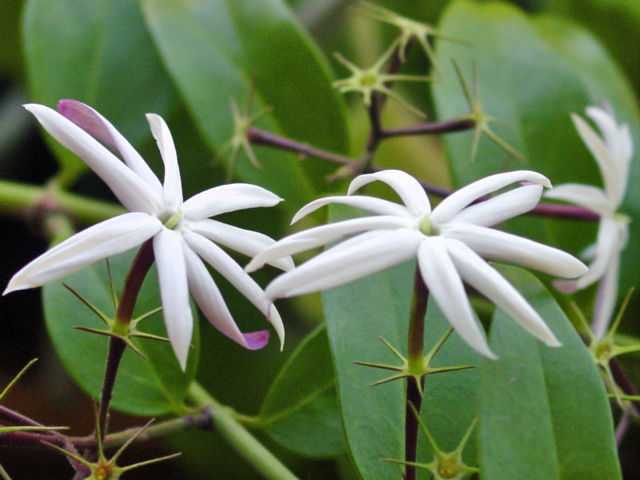 História da Flor Jasmim-dos-açores: Significado, Origem e Fotos