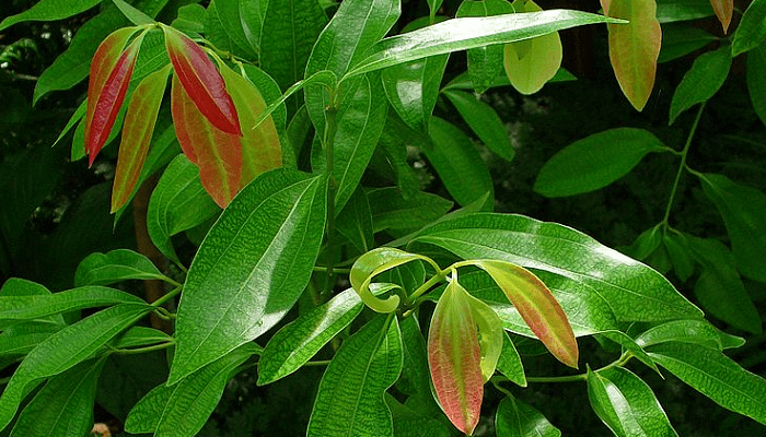 Qual é a Árvore da Canela? Como Chama? Fotos