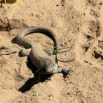 Lagarto-Chicote-Manchado-de-Chihuahuan