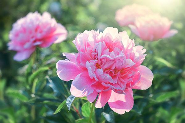 Tudo Sobre a Flor Peônia: Características e Nome Científico