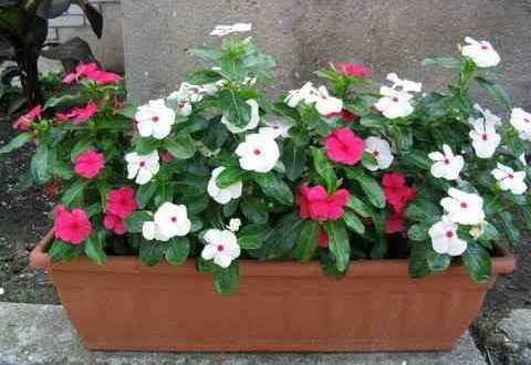 Como Plantar Vinca por Estaquia? Passo a Passo