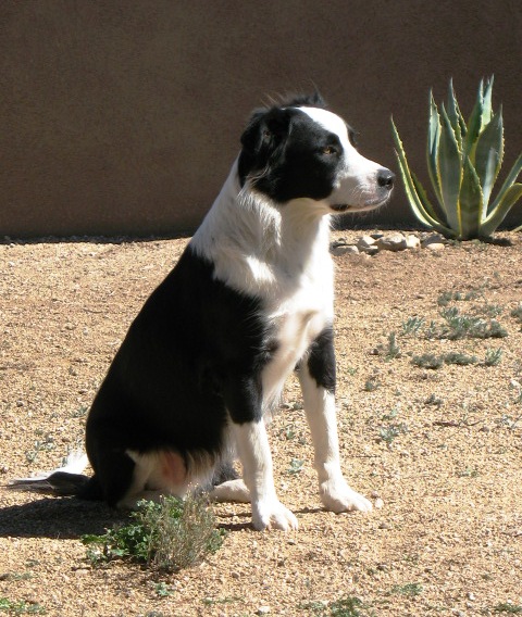 Como Ensinar o Cachorro a Ficar no Quintal?