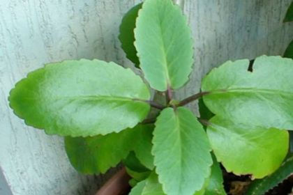 Saião: Curiosidades e Fatos Interessantes Sobre a Planta