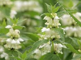 Flores Que Começam Com a Letra U: Nome e Características