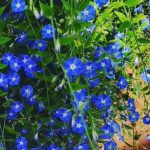 A Flor Azulzinha é Uma Linda Flor
