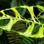 Monstera Obliqua