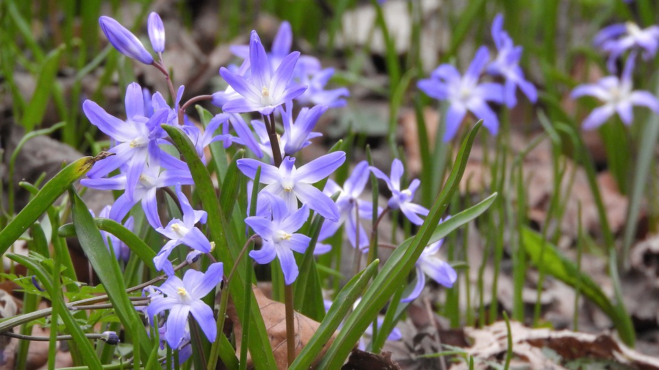 Flor Glória da Neve: Características, Cultivo e Cuidados