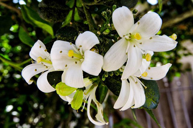 Qual a Flor que Morre Mais Rápido?
