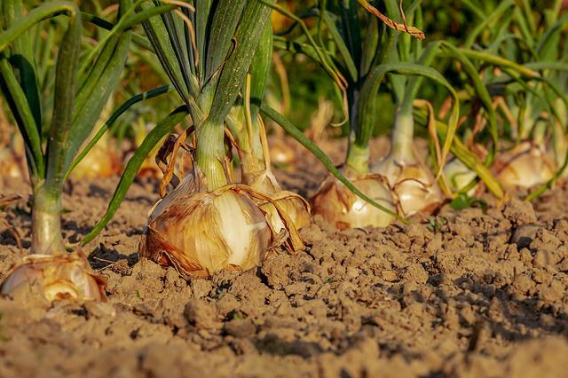Como Se Faz o Plantio de Cebola?