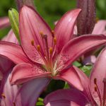 Flores Híbridas