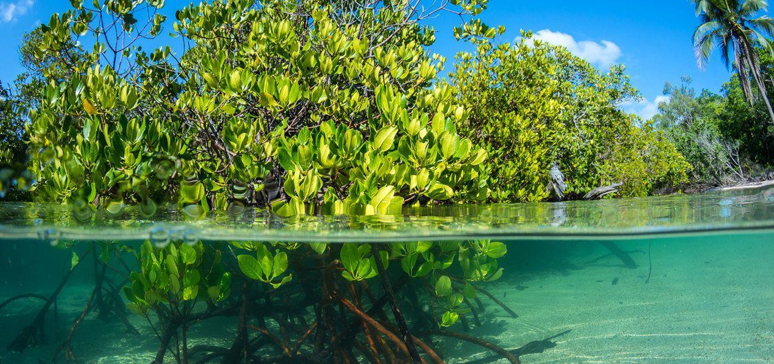 Os ecossistemas costeiros e suas características: sua riqueza e fragilidade
