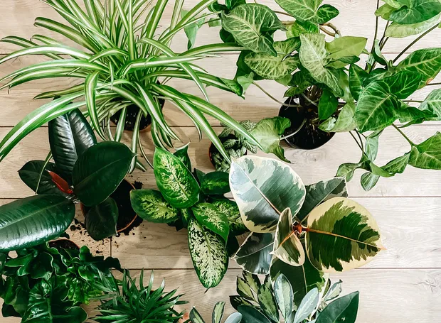 A Importância das Plantas Ornamentais no Paisagismo: Beleza e Bem-Estar