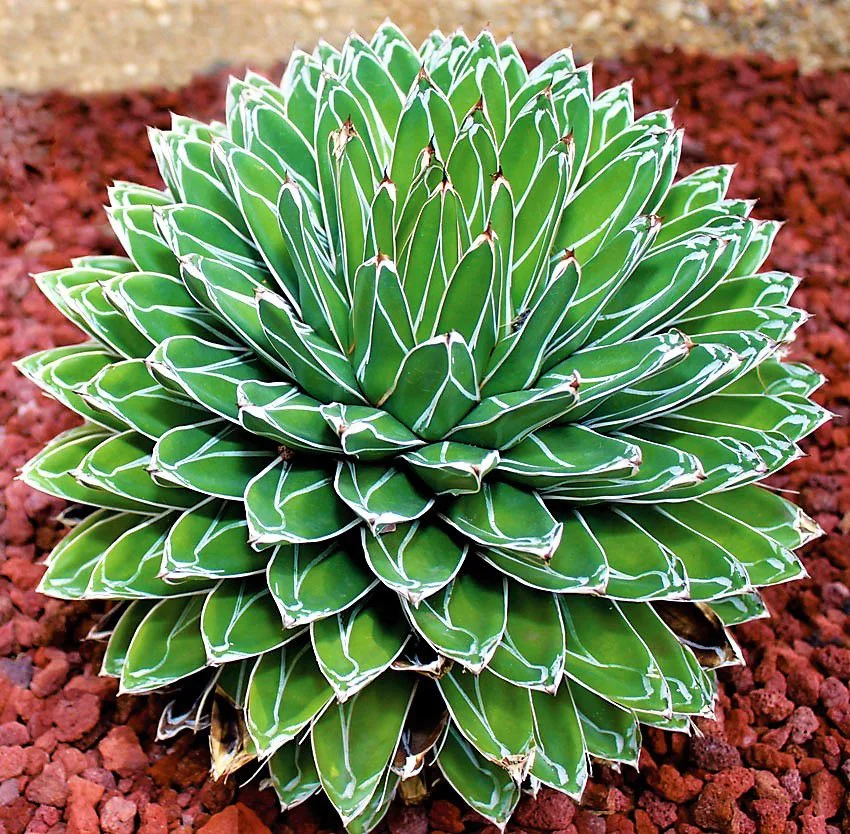 Plantas Suculentas de Clima Frio: Beleza e Resistência Surpreendentes