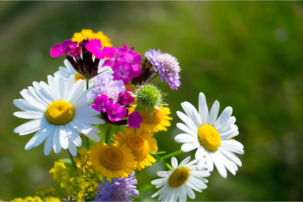 A beleza das flores do campo e sua importância para o meio ambiente