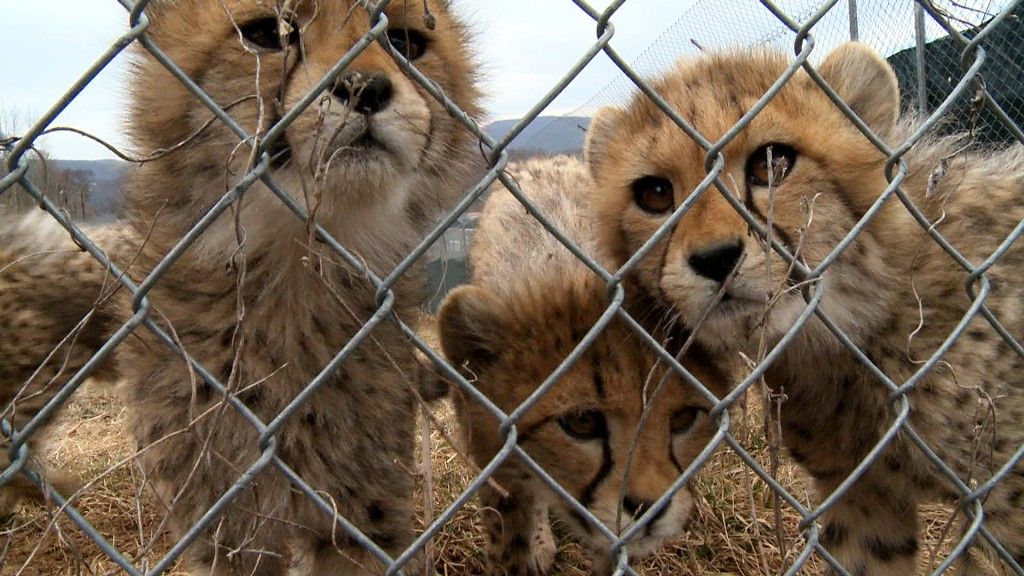 A Conservação dos Animais em Cativeiro: Preservando Espécies