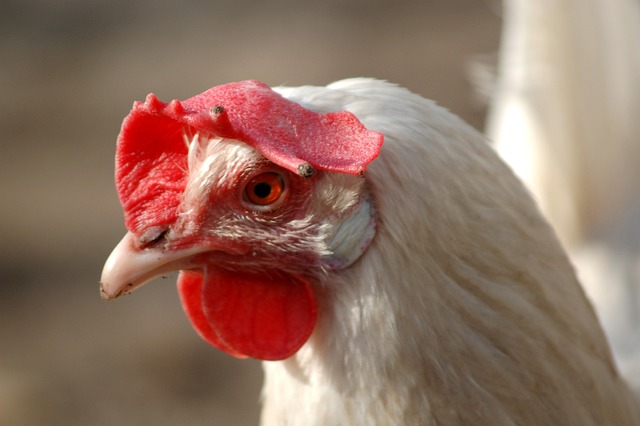 As Melhores Raças de Frango para Produção de Ovos