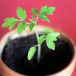 Muda da Tomate em Vaso
