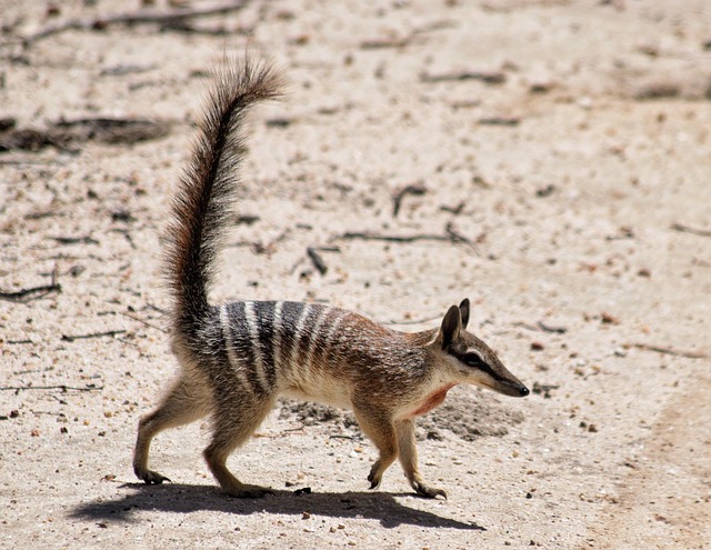 Numbat: Características Físicas e Adaptações ao Ambiente