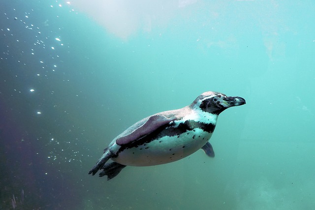 Adaptações do Pinguim-de-Humboldt ao Ambiente Marinho