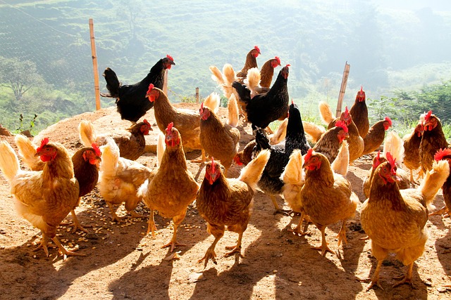 Dicas para Criar Frango em Espaços Pequenos com Sucesso
