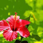flores tropicais