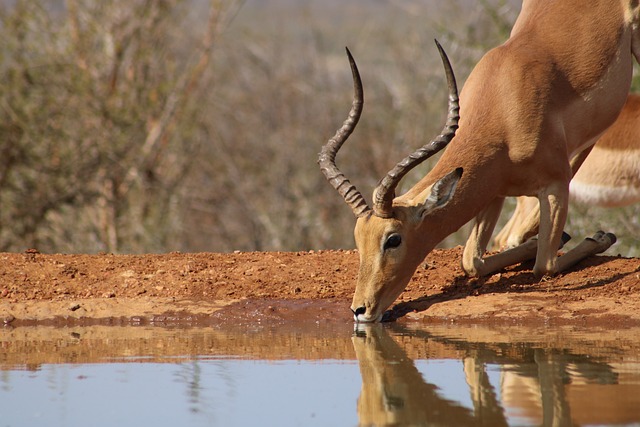 Curiosidades sobre o Impala: Um Antílope Ágil e Elegante