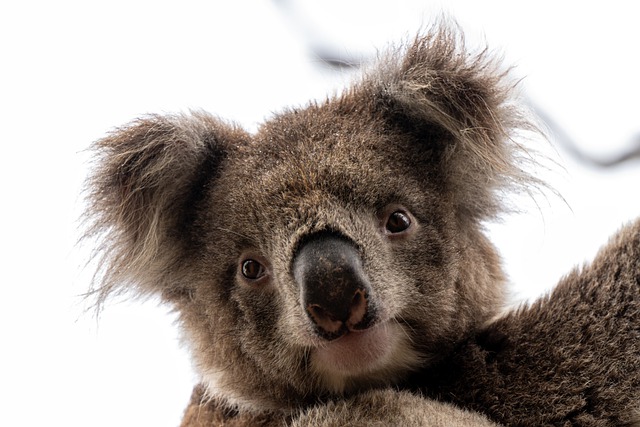 Coala: O Icônico Marsupial Australiano e seu Papel na Fauna